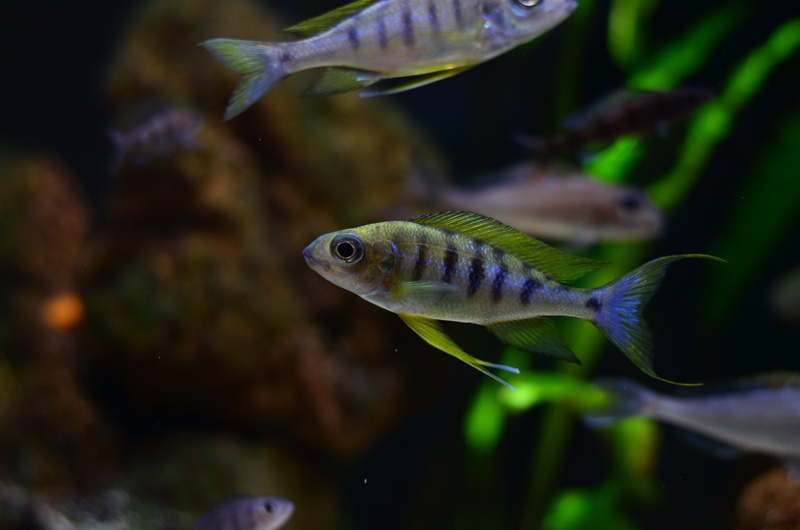 Ophthalmotilapia nasuta 'Kiriza'